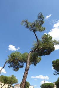 piazza-tronchi-ceppi-e-messaggi-10