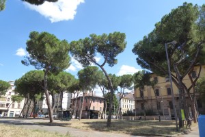 piazza-tronchi-ceppi-e-messaggi-13