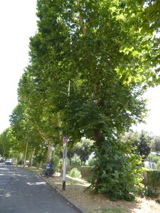 07 - Il primo filare di platani condannato, 1