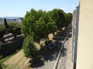 08 - Il primo filare di platani condannato, 2